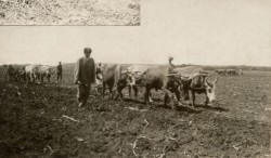 Фотография. Посев в Ставропольской психиатрической колонии. 1930-е гг. Из фотоальбома главного врача А.Я. Доршта 1939 г.